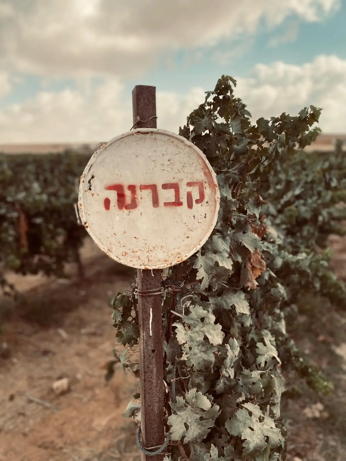 תמונה של WhatsApp‏ 2025-07-06 בשעה 08.20.20_ec1c88c5